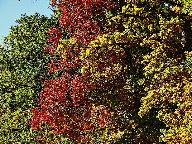 Herbstimpressionen rund um Rottweil Oktober 2017, Copyright: W. Schwenk